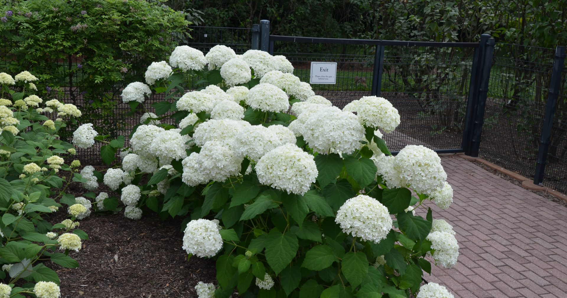 Hydrangea Arborescens