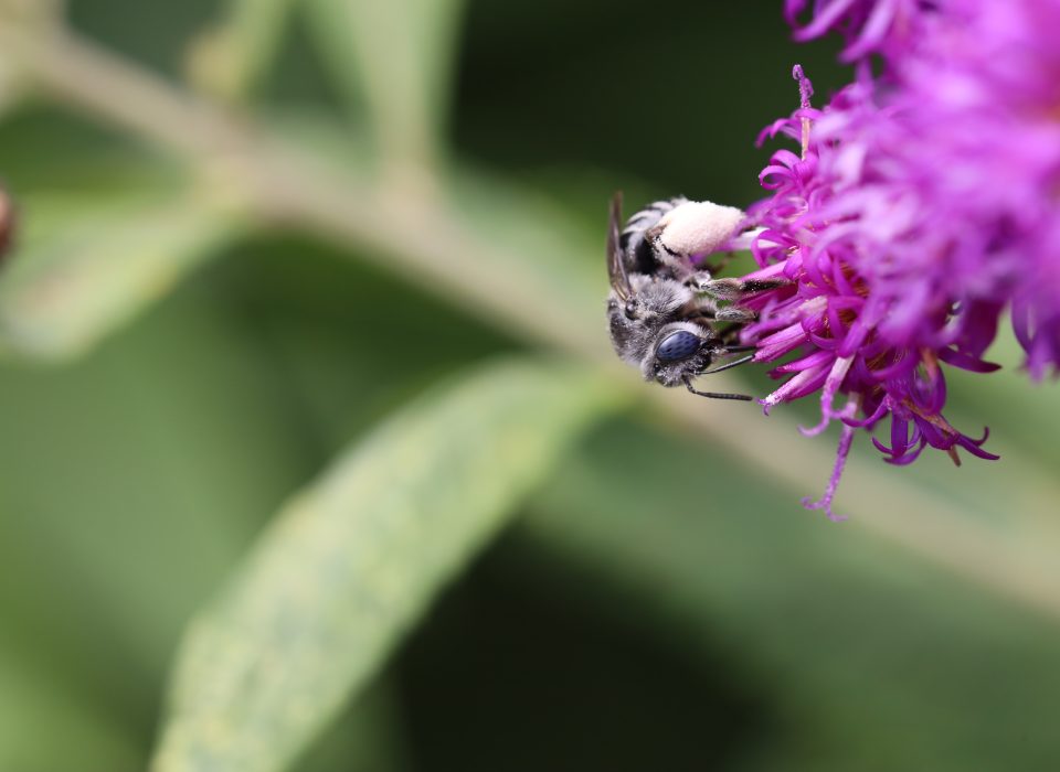 bee on purple flower
